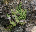Cheilanthes pulchella #05.jpg