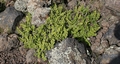 Cheilanthes species #07.jpg