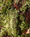 Hymenophyllum tunbrigense #64.jpg