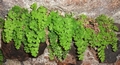 Adiantum-capillus-veneris-2.jpg
