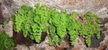 Adiantum capillus-veneris #051.jpg
