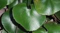 Adiantum-reniforme-05.jpg