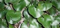 Adiantum reniforme #080.jpg