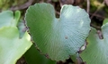Adiantum reniforme #129.jpg
