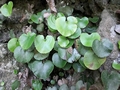 Adiantum reniforme #140.jpg
