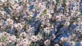 almond-flowers-05.jpg