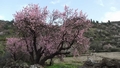 almond-tree-2.jpg