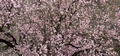 Almond tree (Prunus dulcis) #105.jpg