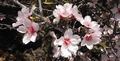 Almond tree (Prunus dulcis) #166.jpg