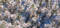 Almond tree (Prunus dulcis) #170.jpg