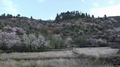 almond-trees.jpg