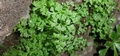 Anogramma leptophylla #094.jpg