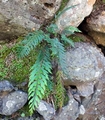 Asplenium-aethiopicum-06.jpg