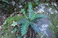 Asplenium-aureum-16.jpg