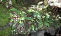 Asplenium aureum #130.jpg