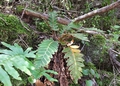 Asplenium aureum #132.jpg