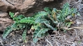 Asplenium-ceterach-03.jpg