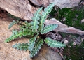 Asplenium-ceterach-05.jpg