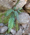 Asplenium filare #061.jpg