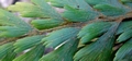 Asplenium filare #063.jpg