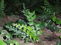 Asplenium filare #093.jpg