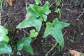 Asplenium-hemionitis-04.jpg