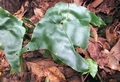 Asplenium-hemionitis-05.jpg