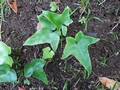 Asplenium hemionitis #138.jpg