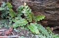 Asplenium-octoploideum-01.jpg