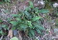 Asplenium-octoploideum-02.jpg
