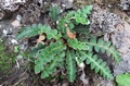 Asplenium-octoploideum-03.jpg