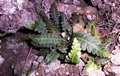 Asplenium-octoploideum-11.jpg