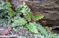 Asplenium octoploideum #040.jpg