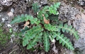 Asplenium octoploideum #110.jpg
