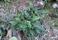 Asplenium octoploideum #112.jpg