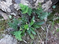 Asplenium octoploideum #116.jpg