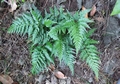 Asplenium-onopteris-02.jpg