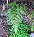 Asplenium-onopteris-03.jpg