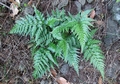 Asplenium onopteris #123.jpg