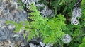 Cheilanthes-guanchica-01.jpg