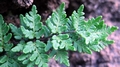 Cheilanthes-maderensis-14.jpg