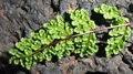 Cheilanthes-maderensis-16.jpg