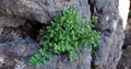 Cheilanthes maderensis #005.jpg