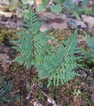 Cheilanthes-pulchella-02.jpg