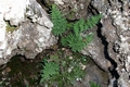 Cheilanthes pulchella #010.jpg