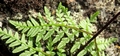 Cheilanthes pulchella #102.jpg