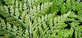 Davallia canariensis #070.jpg