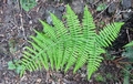 Dryopteris-oligodonta-01.jpg