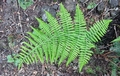 Dryopteris oligodonta #121.jpg