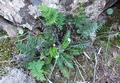 ferns-02.jpg